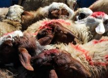 قیمت گوسفند عید قربان به زودی اعلام می شود