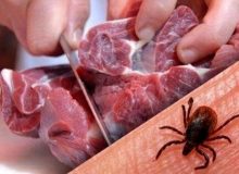 هشدار درباره “تب کریمه کنگو” در آستانه عید قربان