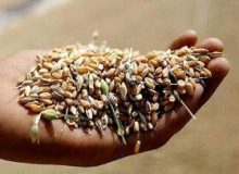 باقیمانده مطالبات گندمکاران طی ۱۰ روز آینده پرداخت می‌شود