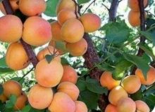 ۱۱۰۰ هکتار از باغات سیستان و بلوچستان به کشت زردآلو اختصاص دارد
