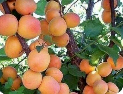 ۱۱۰۰ هکتار از باغات سیستان و بلوچستان به کشت زردآلو اختصاص دارد