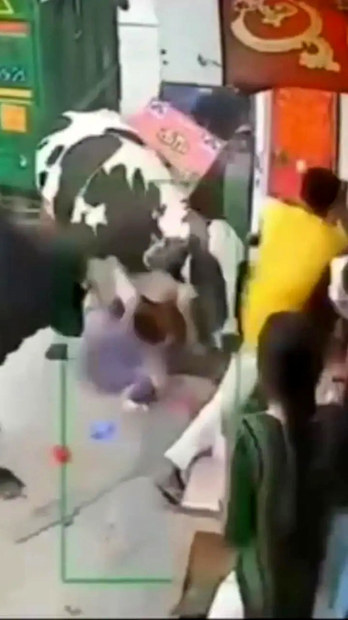 حمله گاوها به زن جوان در خیابان/ ویدئو