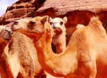 حداکثر قیمت هر شتر برای پرورش چقدر است؟ / طرح های توجیهی برای پرورش شتر در ۳ استان اجرایی می شود