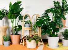 15 گیاه آپارتمانی برای داشتن خوابی آرام و لذت بخش