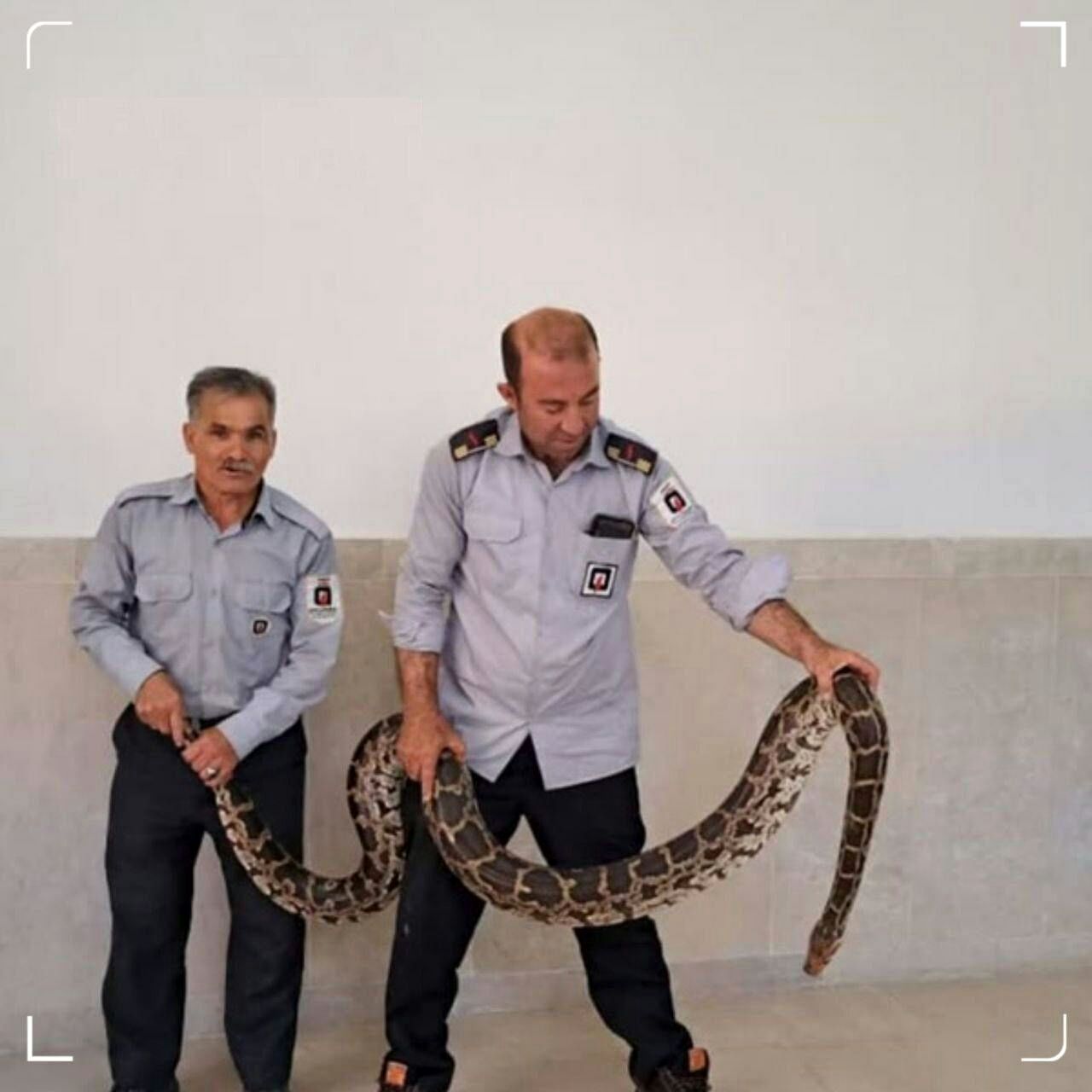 زنده گیری مار عظیم الجثه در عجب‌شیر