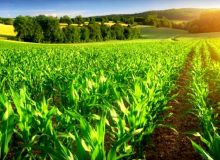 کشت قراردادی ذرت علوفه‌ای در ۱۵ هزار هکتار اجرا شد