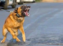 سگ نگهبان، صاحب ۳۵ ساله‌ مشهدی‌اش را  کشت