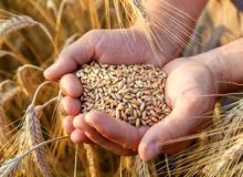 گندمکاران بخوانند/ خبر جدید وزارت جهادکشاورزی درباره قیمت گندم