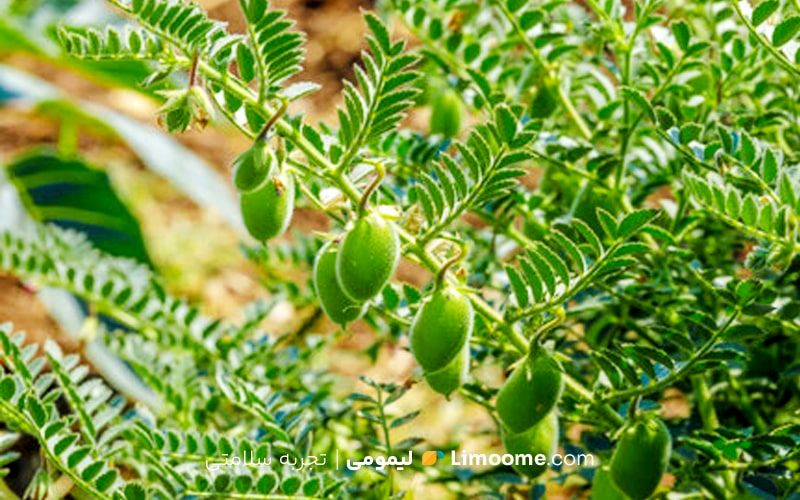 خواص نخود چیست و چرا باید برای سلامتی بدن حتما نخود مصرف کنیم؟