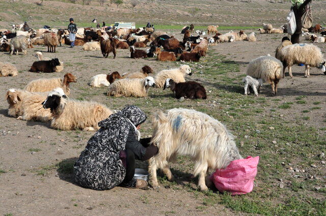 آیین سنتی پخت «شیربرنج» در روستای توندر