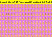 تست بینایی/ آیا می توانید 3 خرگوش متفاوت را تشخیص دهید؟