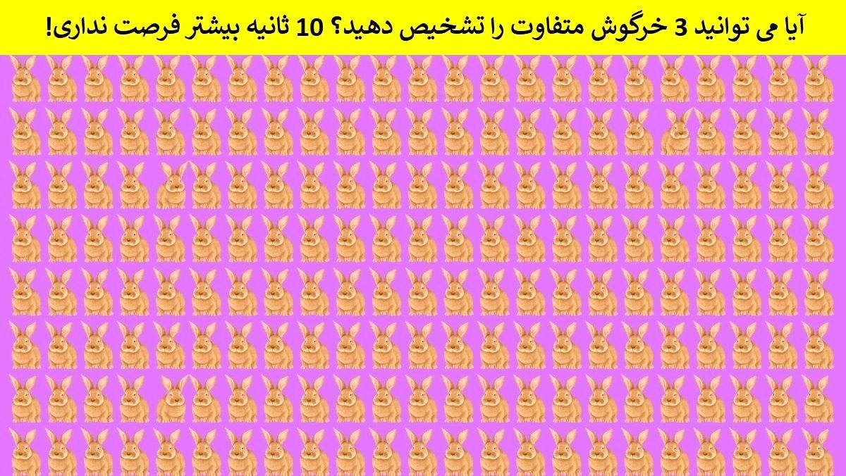 تست بینایی/ آیا می توانید 3 خرگوش متفاوت را تشخیص دهید؟