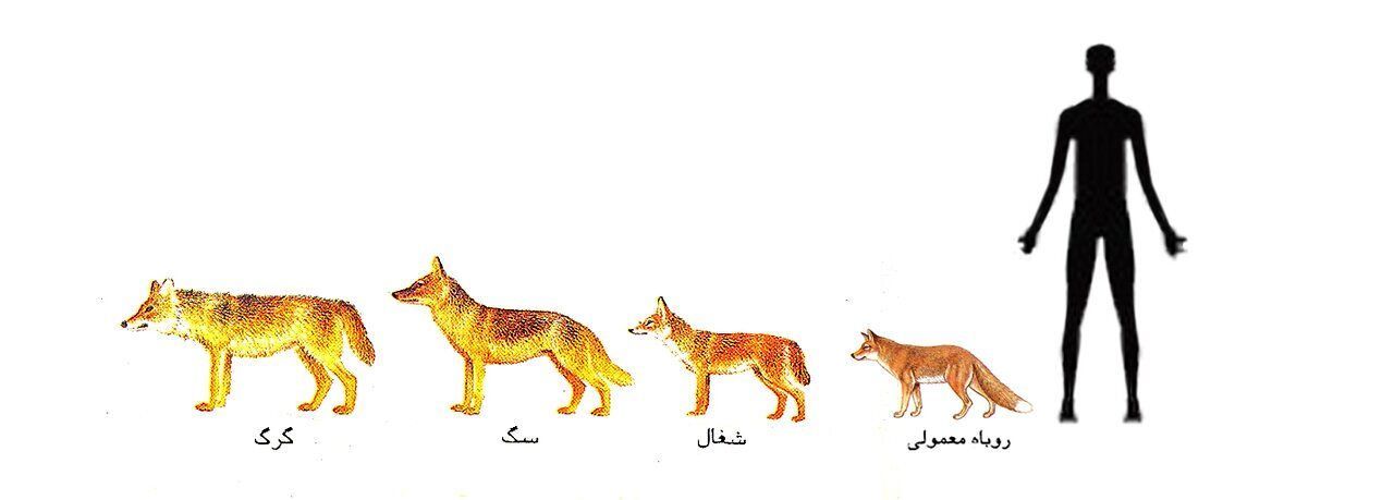 یک بار برای همیشه تفاوت گرگ، شغال و روباه را با رسم شکل یاد بگیرید/ تصاویر