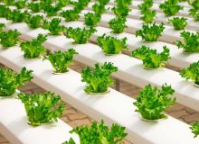 راهنمای جامع انواع کشت گلخانه‌ای و تجهیزات مورد نیاز: ورود به دنیای کشاورزی نوین