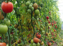 ارزش ۴۹ میلیارد دلاری استارتاپ های کشاورزی تا ۲۰۳۰؛ redseafarm به کمک کشت با آب شور آمد