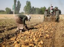 افزایش ۱۱ درصدی فروش جهانی سیب زمینی صادراتی در ۲۰۲۴؛ بازار اروپا داغ است