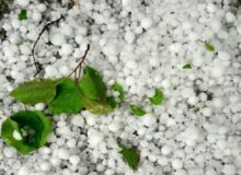 بارش تگرگ به مزارع کاهو و ذرت در روستاهای کازرون خسارت زد