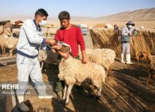 رضوان: ۱۳ هزار دام سبک و سنگین در کاشان واکسینه شد