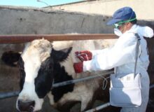 هیئت وزیران، تعرفه جدید خدمات دامپزشکی بخش دولتی را تصویب کرد