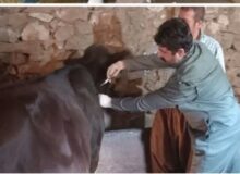 آغاز واﮐﺴﯿﻨﺎﺳﯿﻮن نوبت دوم ﺗﺐ ﺑﺮﻓﮑﯽ در شهرستان سقز 