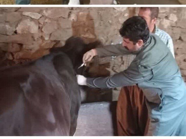 آغاز واﮐﺴﯿﻨﺎﺳﯿﻮن نوبت دوم ﺗﺐ ﺑﺮﻓﮑﯽ در شهرستان سقز