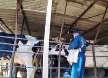 سرگزی:  ۴۷ هزار رأس دام سنگین علیه لمپی‌اسکین واکسینه شدند