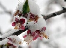 هفته برفی و بارانی در انتظار تهران