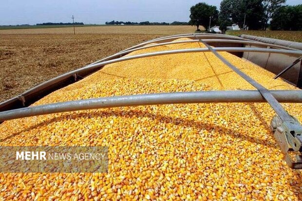 ورود ۱۲۱ میلیون کیلوگرم نهاده دامی از مرزهای سیستان و بلوچستان ورود ۱۲۱ میلیون کیلوگرم نهاده دامی از مرزهای سیستان و بلوچستان