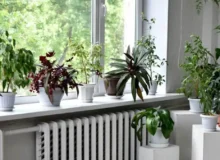 چند ترفند معجزه آسا برای جلوگیری از یخ‌زدگی گیاهان آپارتمانی