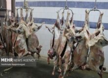 کاهش ۱۰ درصدی قیمت گوشت قرمز در قزوین در دستور کار است