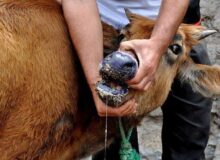 ۱۲ کانون سویه غیربومی تب برفکی در خراسان رضوی شناسایی شد