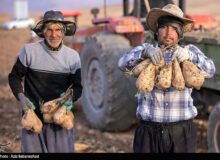 40 درصد صرفهجویی آب در تولید چغندر قند با کشت پاییزه