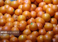 آغاز ذخیره‌سازی میوه تنظیم بازار شب عید در کرمانشاه
