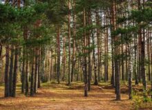 احیای بیش از ۱.۳ میلیون هکتار جنگل در روسیه