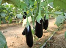ارزش ۱۳میلیون دلاری صادرات بادمجان ایران؛ صادرات ایران ۶۵درصد کاهش یافت