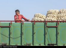 اعلام نرخ رسمی خرید تضمینی سیب‌زمینی و پیاز