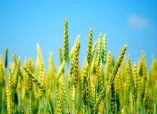 افزایش 2 تا 5 هزار تومانی قیمت گندم بر اساس کیفیت