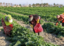 اقتصاد مقاوم روستاها با پیوند دانش و میدان تقویت می‌شود