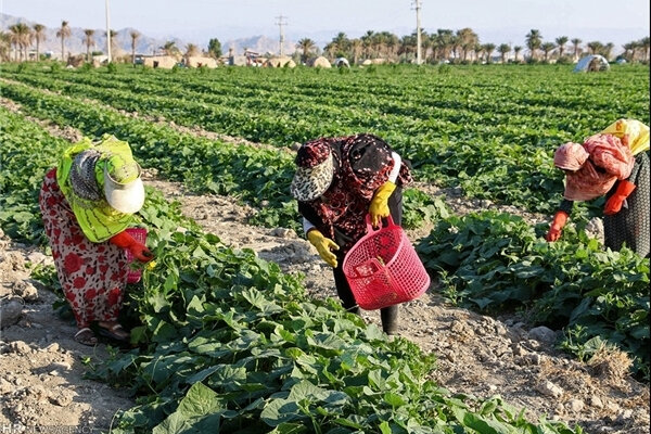 اقتصاد مقاوم روستاها با پیوند دانش و میدان تقویت می‌شود
