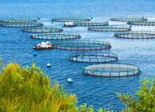 برنامه تولید ۱.۸ میلیون تن آبزیان؛ پژوهش‌های کاربردی حمایت می‌شود