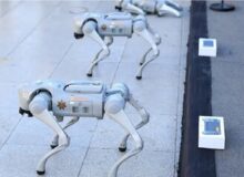 تامین امنیت جام جهانی فوتبال با این سگ‌های عجیب