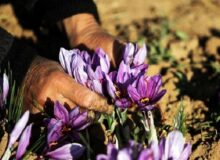 تدوین طرح زنجیره نفوذ فناوری برای زعفران و گل محمدی
