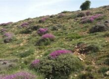 تشدید نظارت بر مراتع با افزایش قیمت خوراک دام