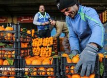 حلیم: ۸۵۰ تن میوه شب عید آماده توزیع در استان اردبیل است