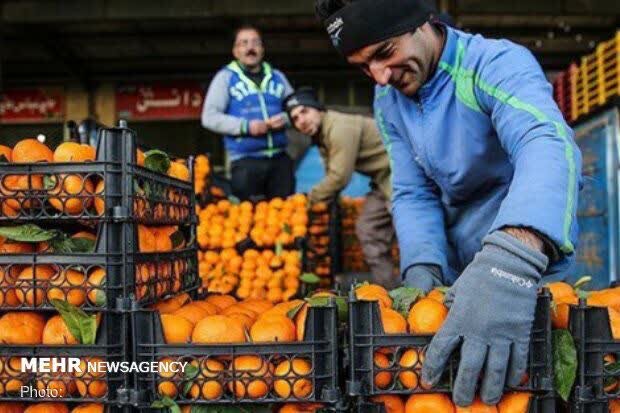 حلیم: ۸۵۰ تن میوه شب عید آماده توزیع در استان اردبیل است