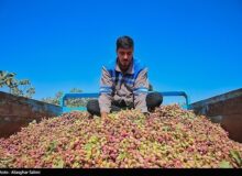 رشد ۸۰ درصدی صادرات پسته ایران