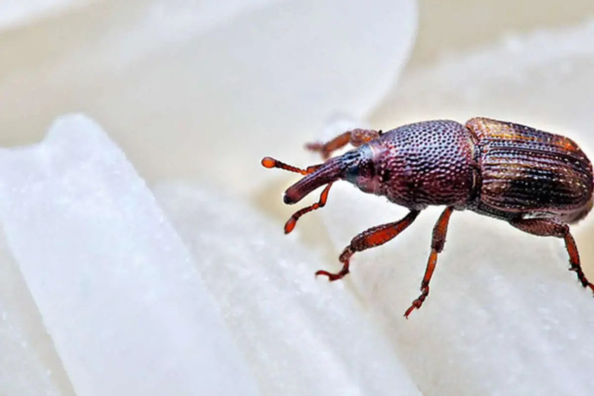 روش قطعی برای از بین بردن سوسک برنج در خانه