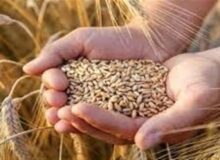 ستاد اقتصادی دولت ساماندهی زنجیره گندم، آرد ونان را بررسی می‌کند