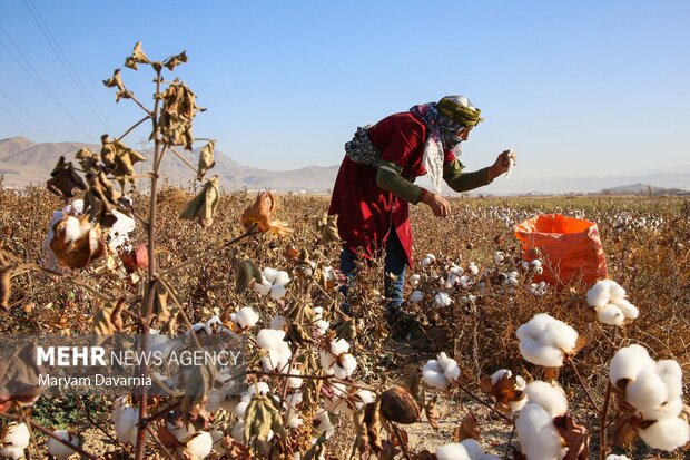 سقوط طلای سفیددرسرزمین مادری؛پنبه گلستان قربانی مکانیزاسیون ناکارآمد سقوط طلای سفیددرسرزمین مادری؛پنبه گلستان قربانی مکانیزاسیون ناکارآمد