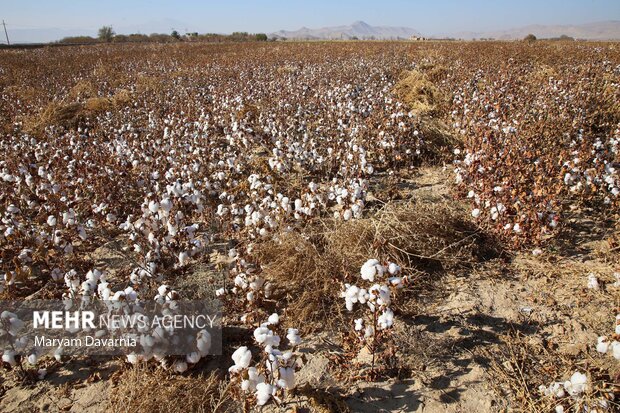 سقوط طلای سفیددرسرزمین مادری؛پنبه گلستان قربانی مکانیزاسیون ناکارآمد سقوط طلای سفیددرسرزمین مادری؛پنبه گلستان قربانی مکانیزاسیون ناکارآمد